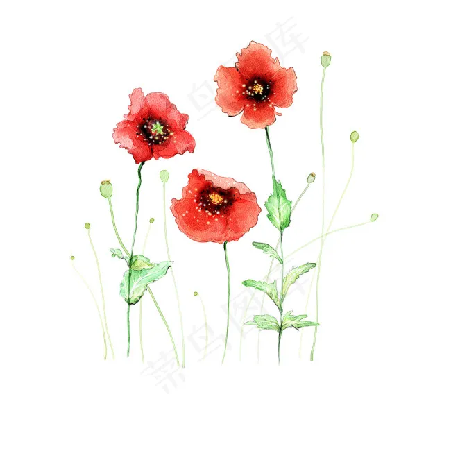 素描花朵素材psd模版下载