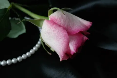粉色玫瑰花静物设计素材 粉色玫瑰花静物设计素材