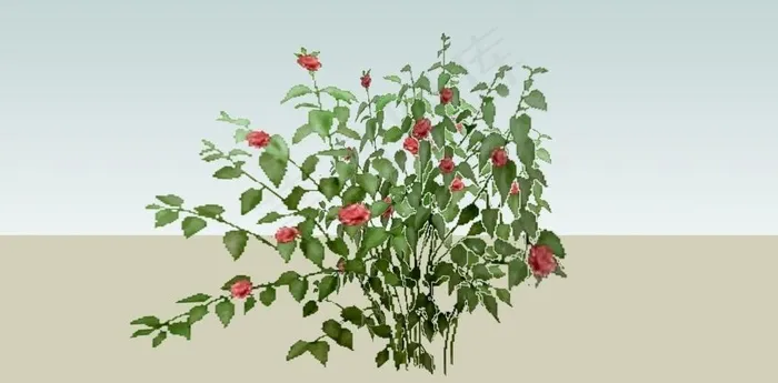 木棉花