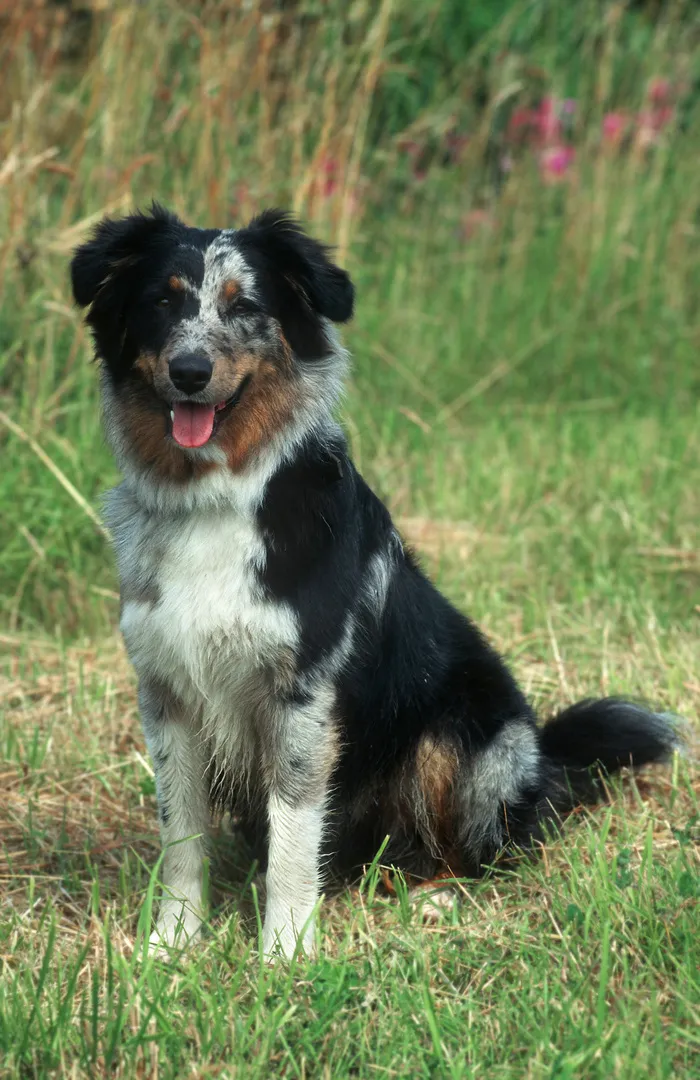 立在草地上的狗图片