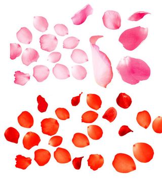 各种逼真红色花瓣素材