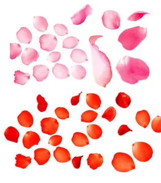 各种逼真红色花瓣素材