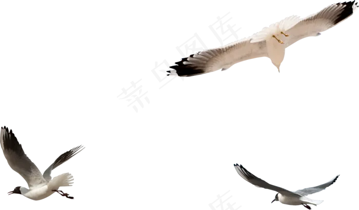 动物免抠png图片ps素材飞鸟
