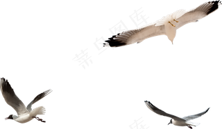 动物免抠png图片ps素材飞鸟