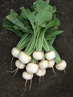 萝卜 白萝卜图片 萝卜 白萝卜图片