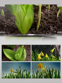 种子破土而出后长成花 种子破土而出后长成花