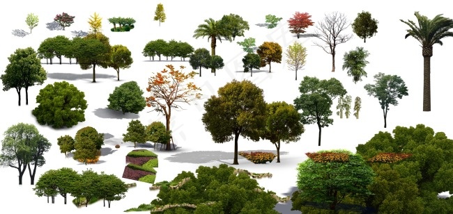 室外树木装饰图片