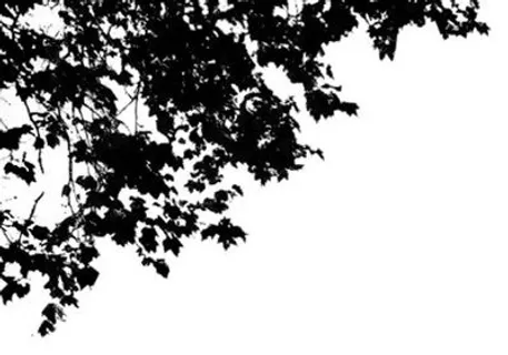 枯树枝、纸条、树阴影3D材质贴图素...