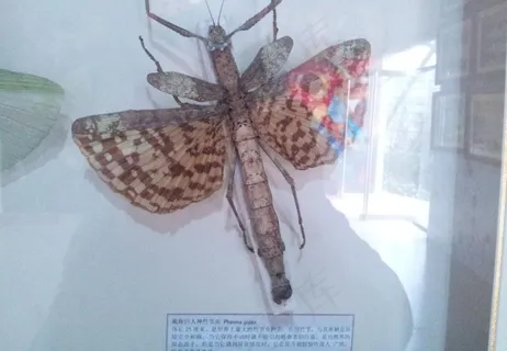 竹节虫图片 竹节虫图片