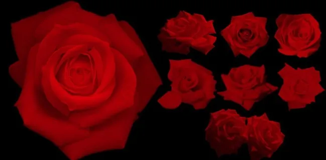 玫瑰ps笔刷图片