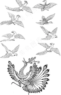 孔雀 凤凰 飞鸟 矢量