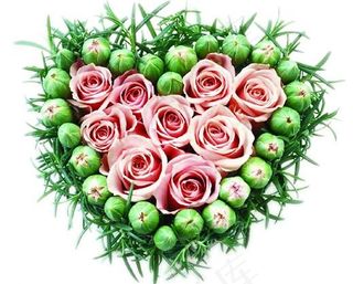 漂亮的玫瑰图片