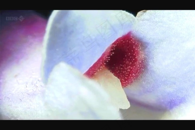 实拍花朵视频素材