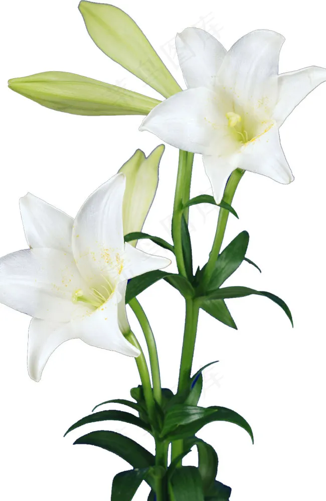 百合花psd分层素材免费分享下载psd模版下载