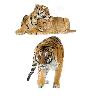 老虎 免抠素材PSD分层
