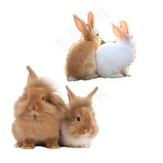 兔子免抠素材PSD分层