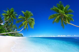 大海沙滩椰树图片