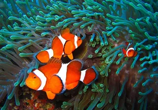 海底世界美丽小丑鱼图片