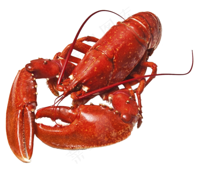 龙虾