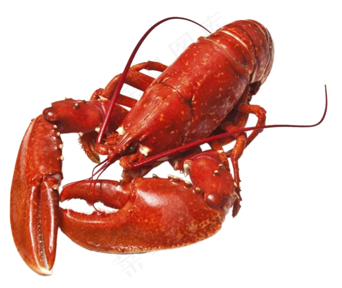 龙虾