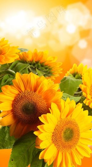 向日葵图片