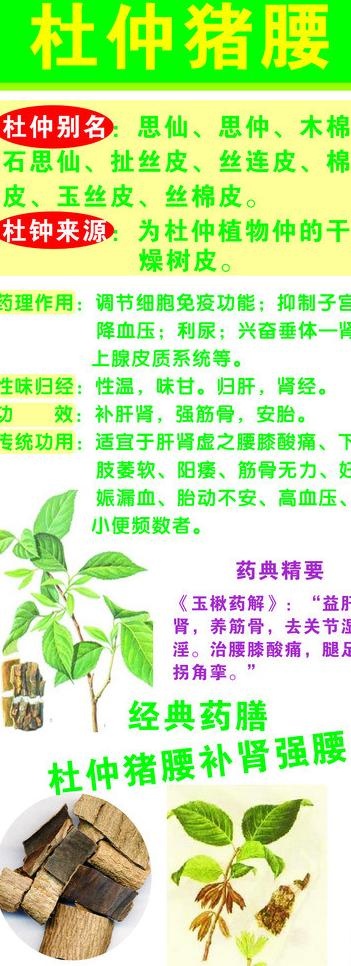 药材易拉宝图片cdr矢量模版下载