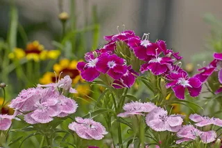 五颜六色的野花