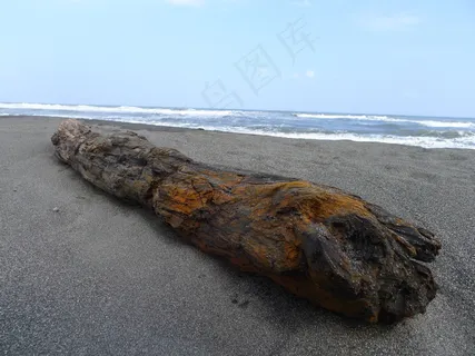 沙滩漂流木图片