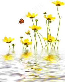 黄花蝴蝶水中倒影