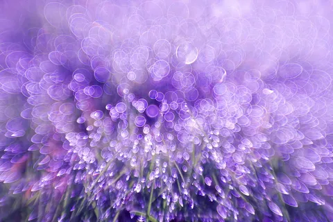 紫色梦幻花草图片