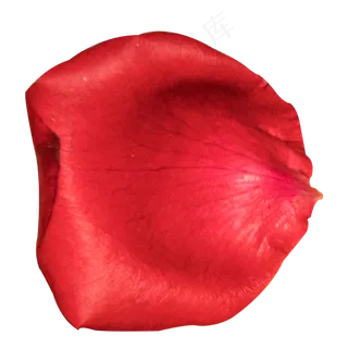 实拍红色玫瑰花瓣,免抠元素
