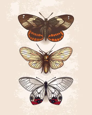 老式的蝴蝶标本设计矢量图02