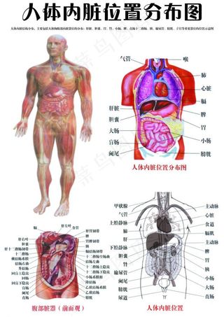 人体内脏位置分布图图片
