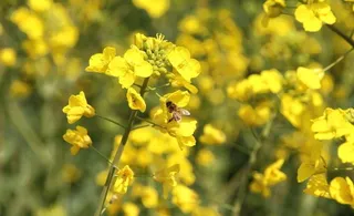 采蜜的蜜蜂图片