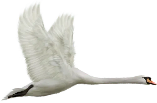 免抠png图片ps素材天鹅