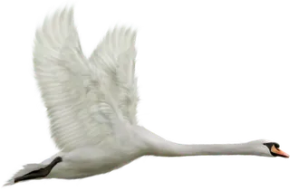 免抠png图片ps素材天鹅