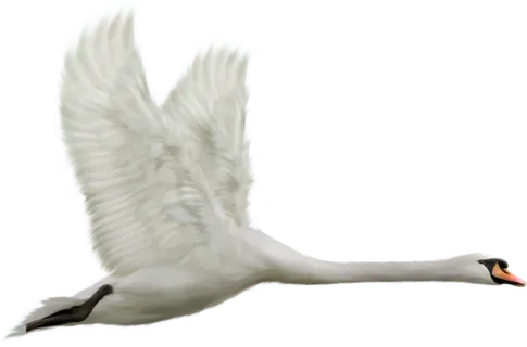 免抠png图片ps素材天鹅 免抠png图片ps素材天鹅