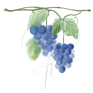 水粉蓝色的葡萄