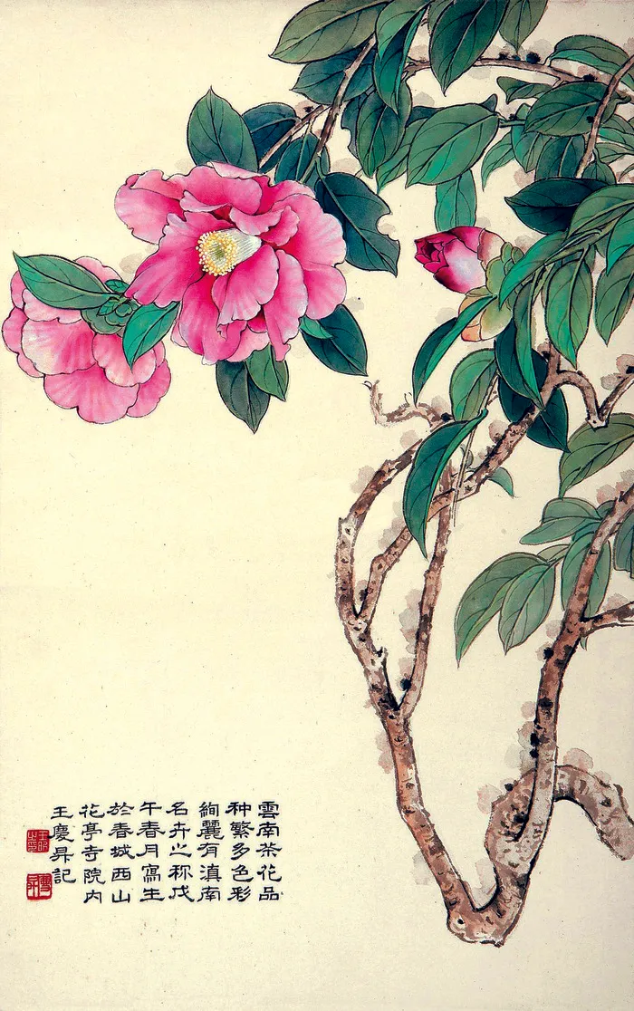 茶花飘香图片
