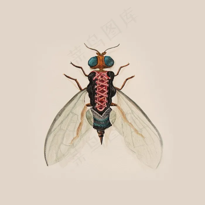 昆虫插画素材