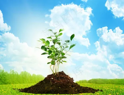 春天的小树苗图片