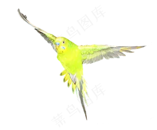 昆虫青蛙鸟老鼠马动物合集