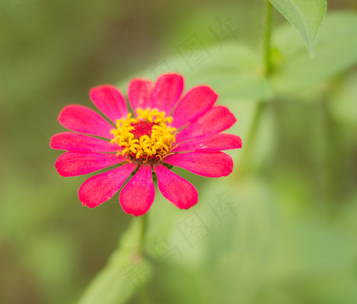 格桑花图片