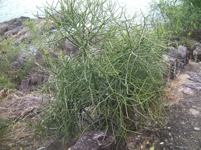 珊瑚草图片