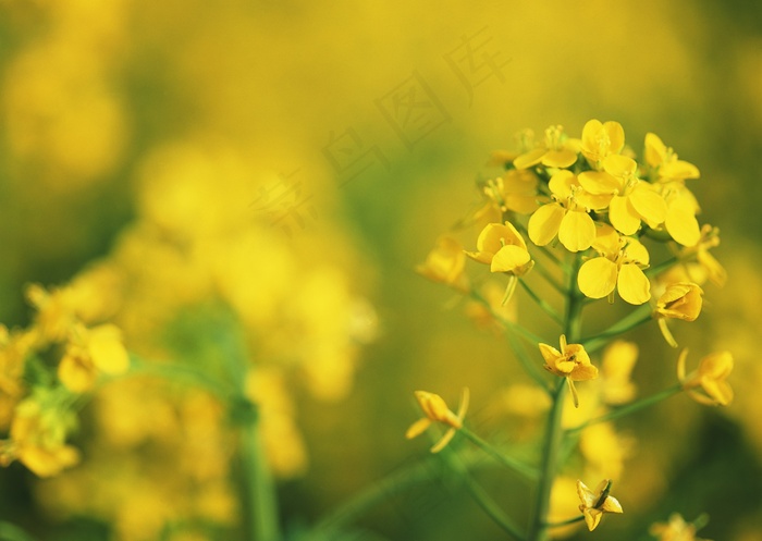 花色的油菜花图片