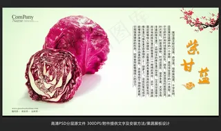 蔬菜展板设计紫甘蓝海报招贴广告设计