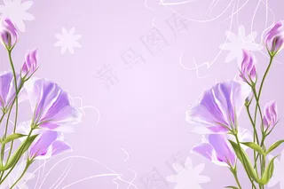 菊花 玫瑰 百合 枫树 紫色