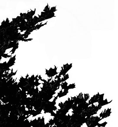 枯树枝、纸条、树阴影3D材质贴图素...