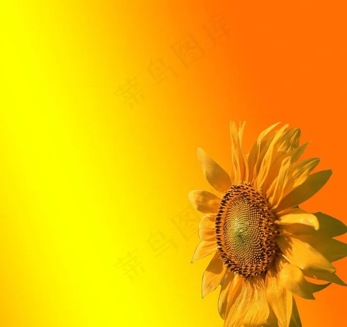 向日葵图片psd模版下载