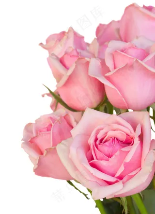 粉色玫瑰花静物设计素材
